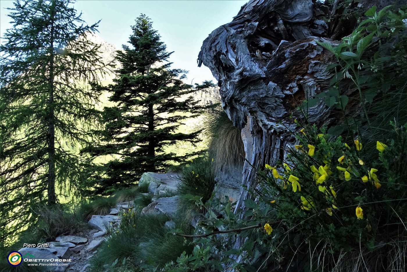 12 Sentiero 108 con fiori di ginestra.JPG